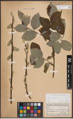Foto von Salix caprea L.